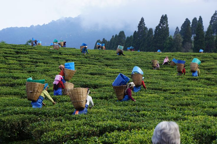 Tea Gardens Assam