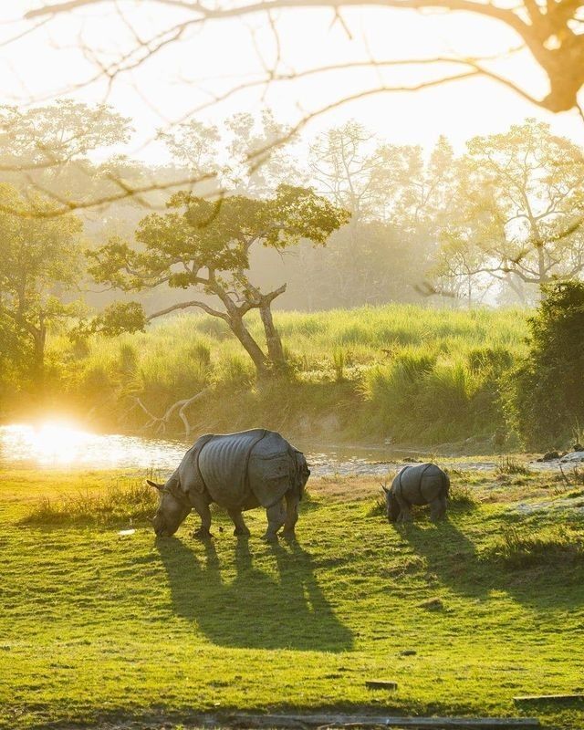 Kaziranga National Park Safari