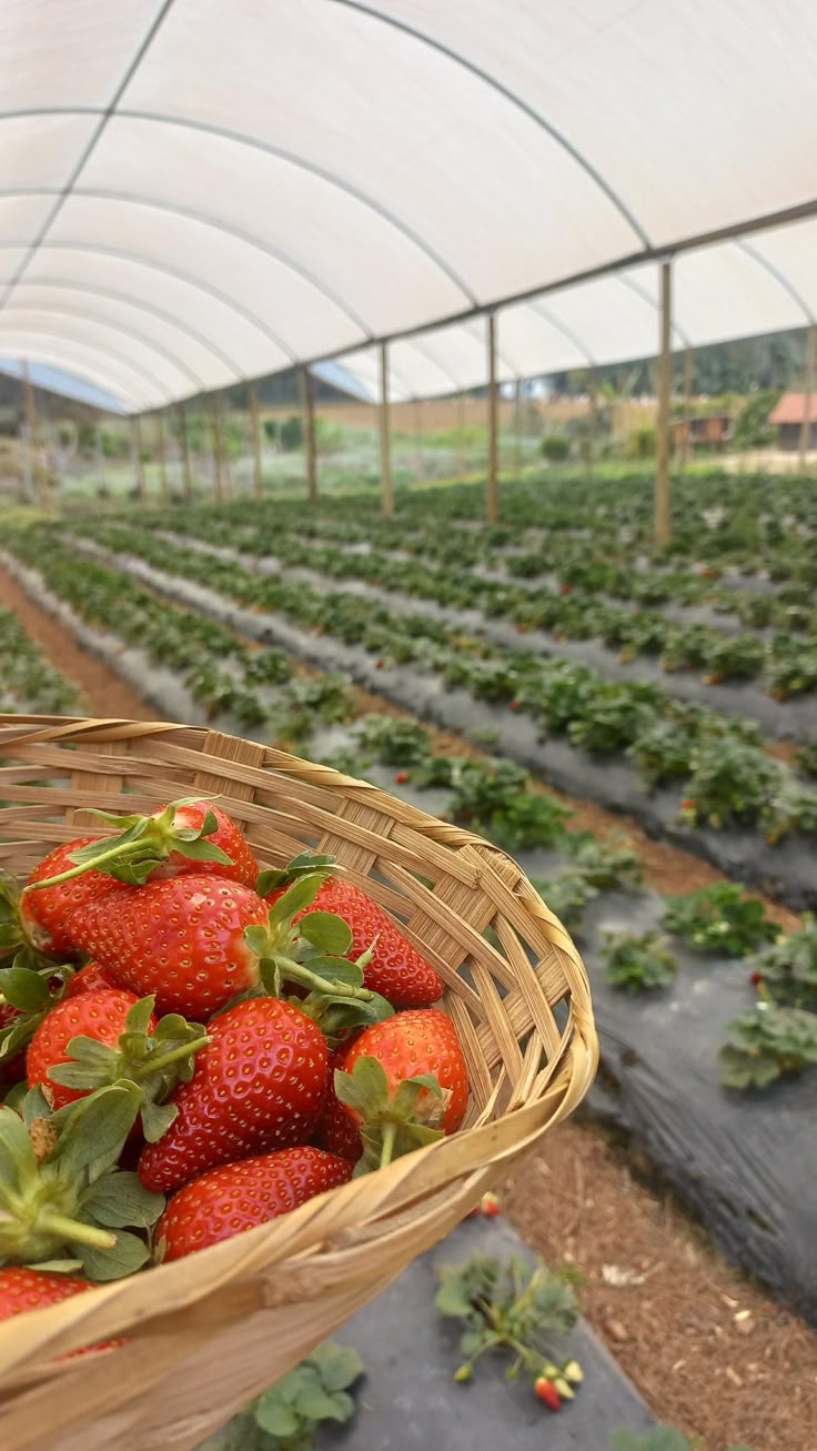 Mapro Garden Strawberry