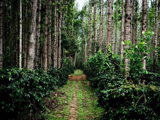 Coorg Coffee Plantation