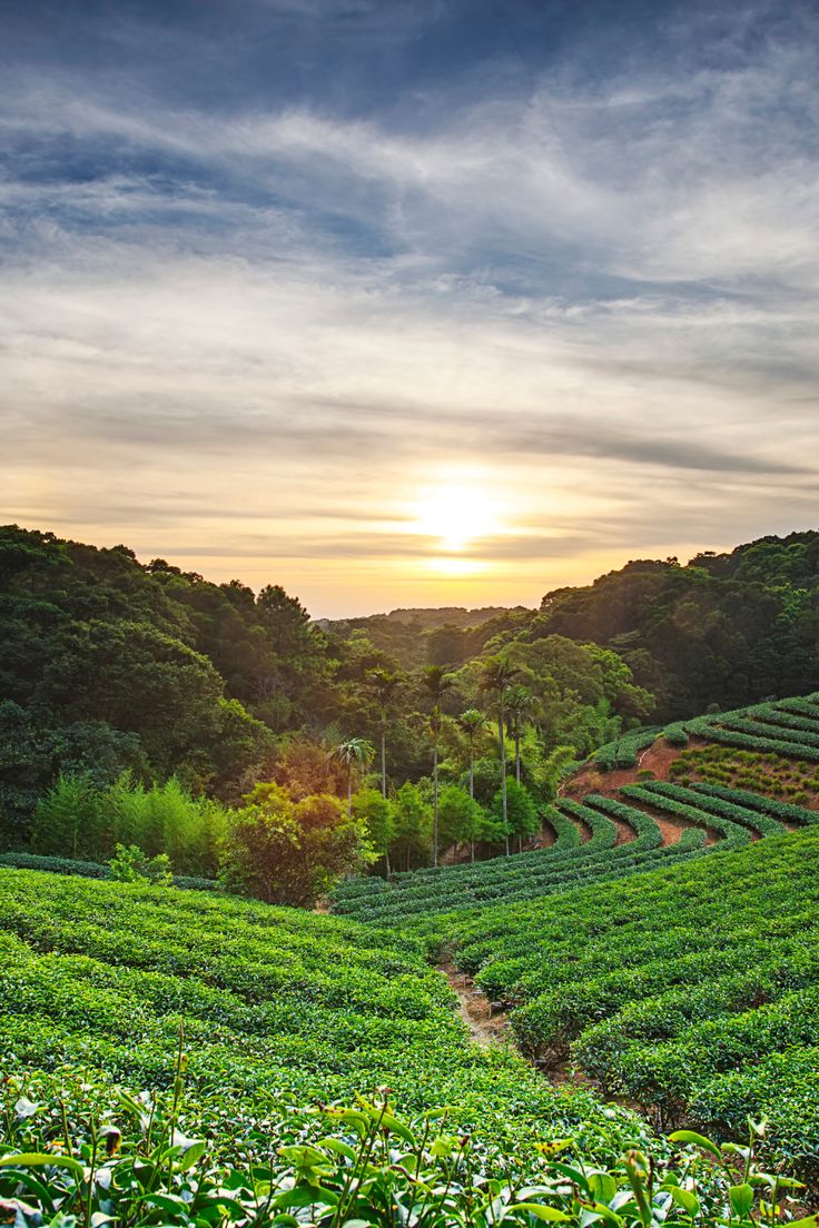 Coonoor hills and mist