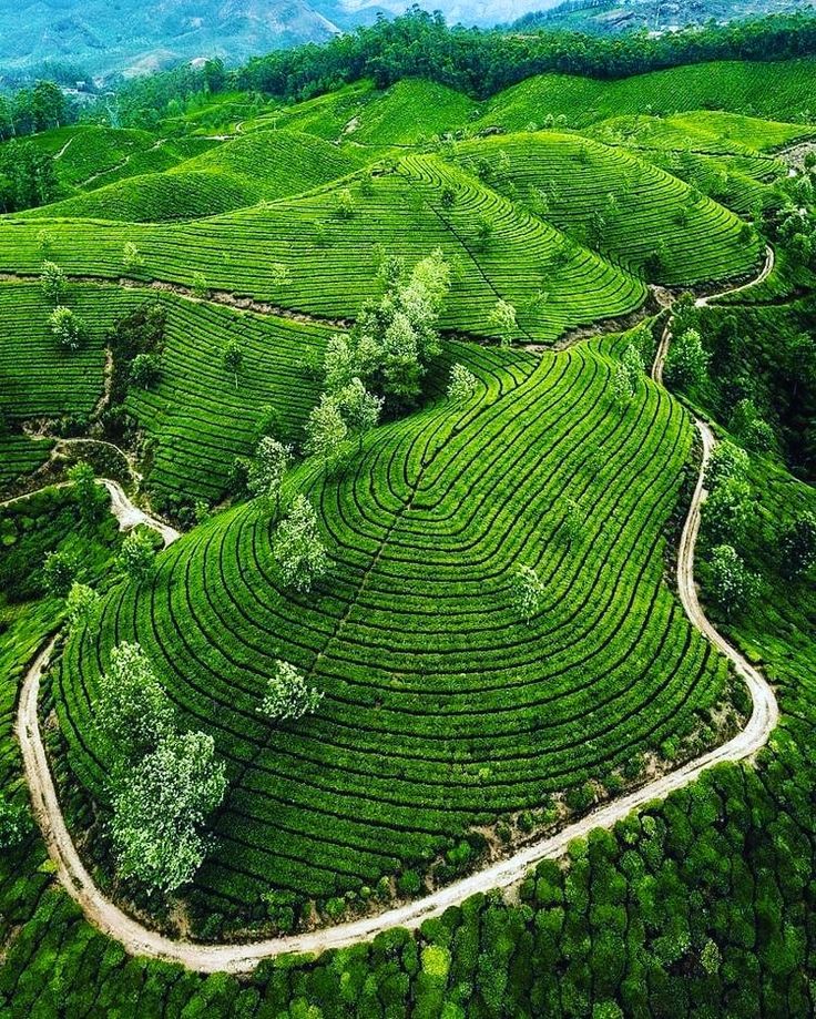 Tea Estates, Coonoor