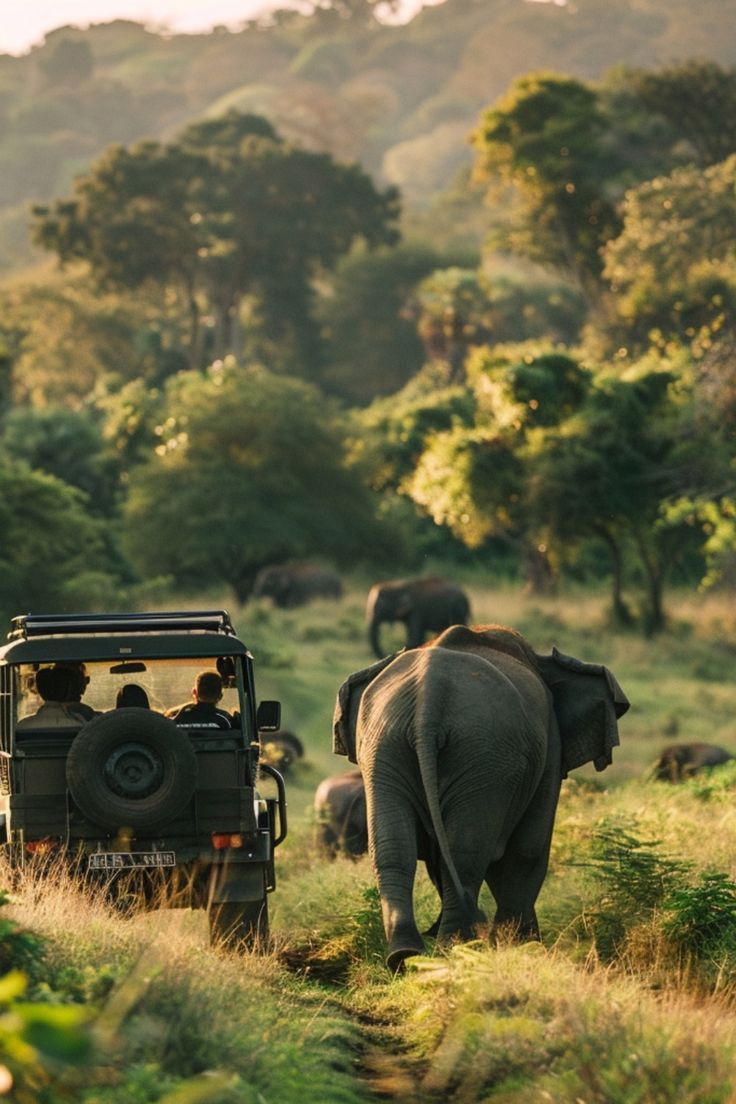 Kaziranga safari