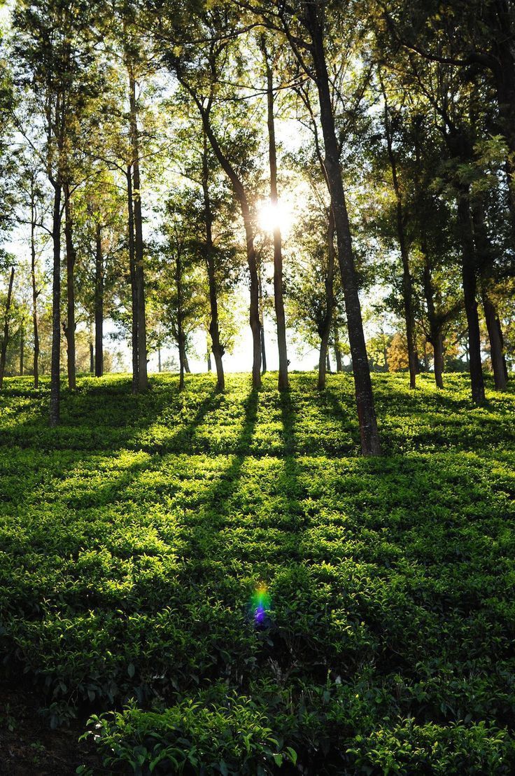 Brahmaputra river view